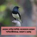 দোয়েল পাখির বৈশিষ্ট্য