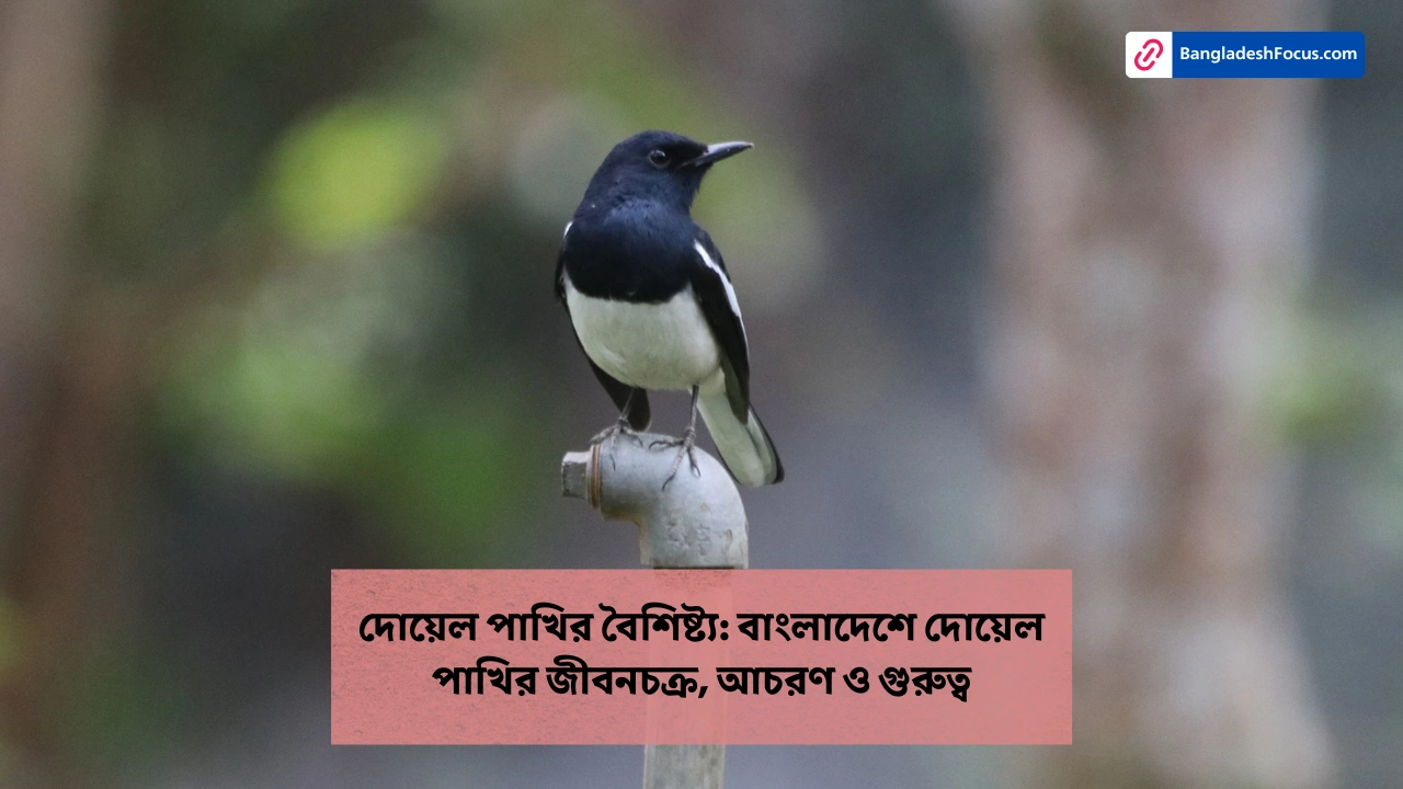 দোয়েল পাখির বৈশিষ্ট্য